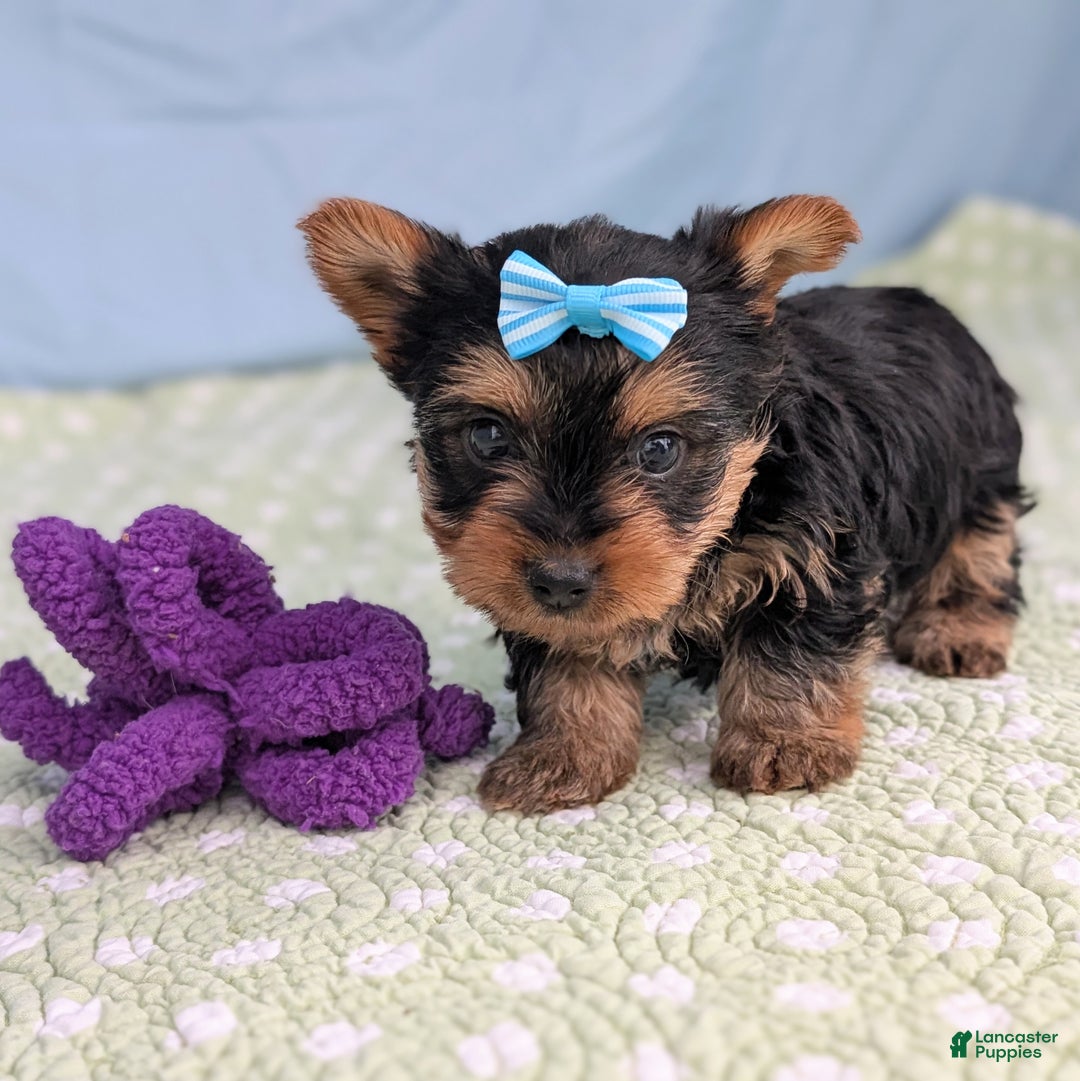 Yorkshire Terrier dogs for sale: Toffee - Ad 2