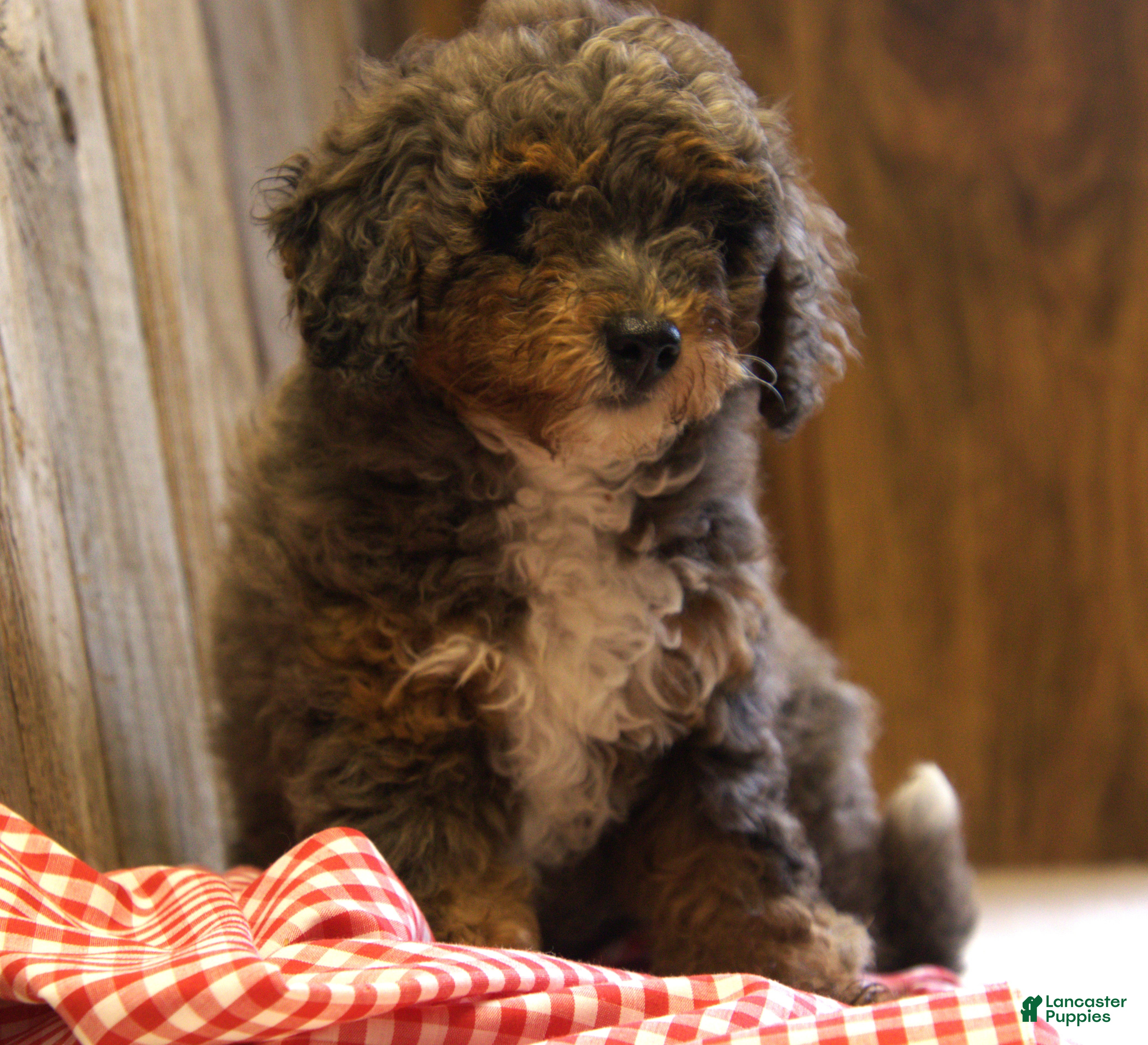 Miniature Poodle dogs Annabel - Ad 1
