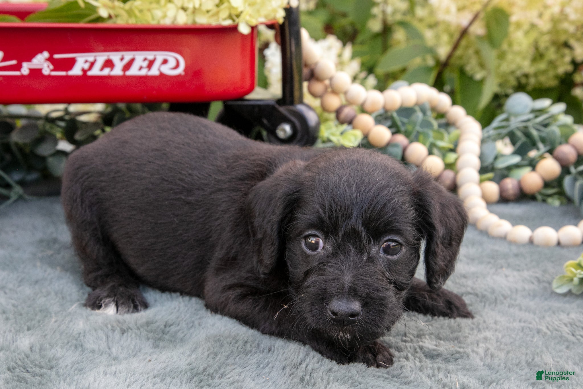 Schnoodle dogs Hunter - Ad 2