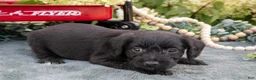 Schnoodle dogs for sale: Hunter - Ad 2