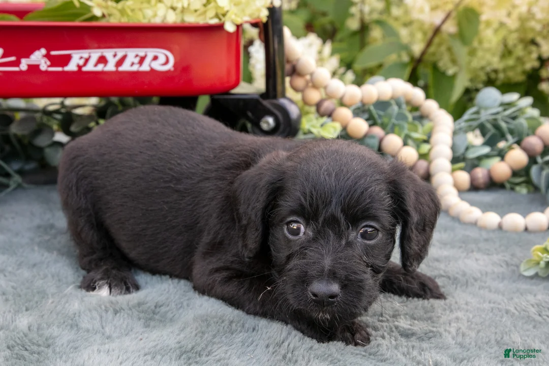 Schnoodle dogs for sale: Hunter - Ad 2