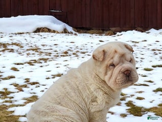 Shar Pei dogs Blizzard mini - Ad 1