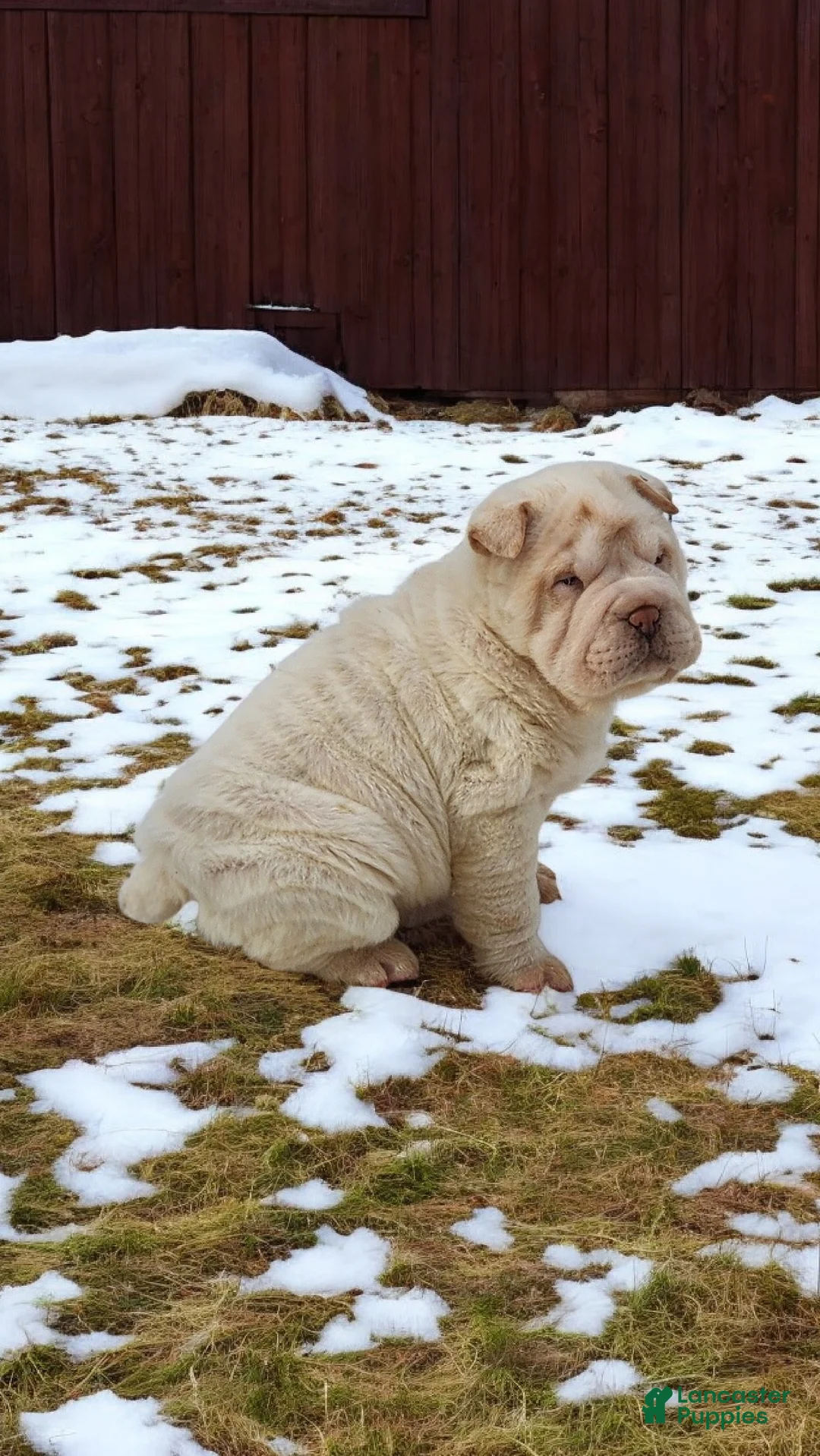 Shar Pei dogs for sale: Blizzard mini - Ad 20