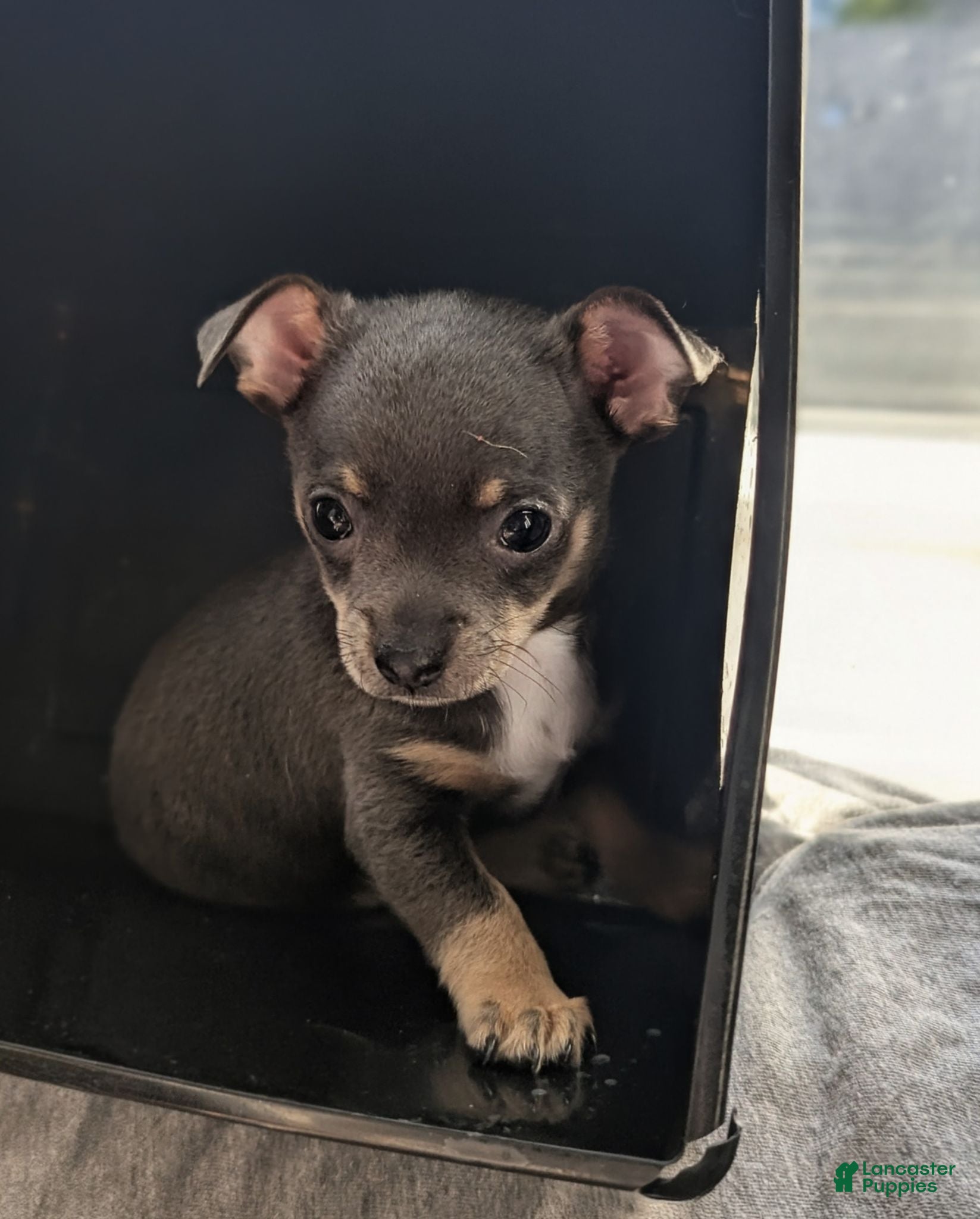 Mixed Breed dogs Pixie - Ad 4
