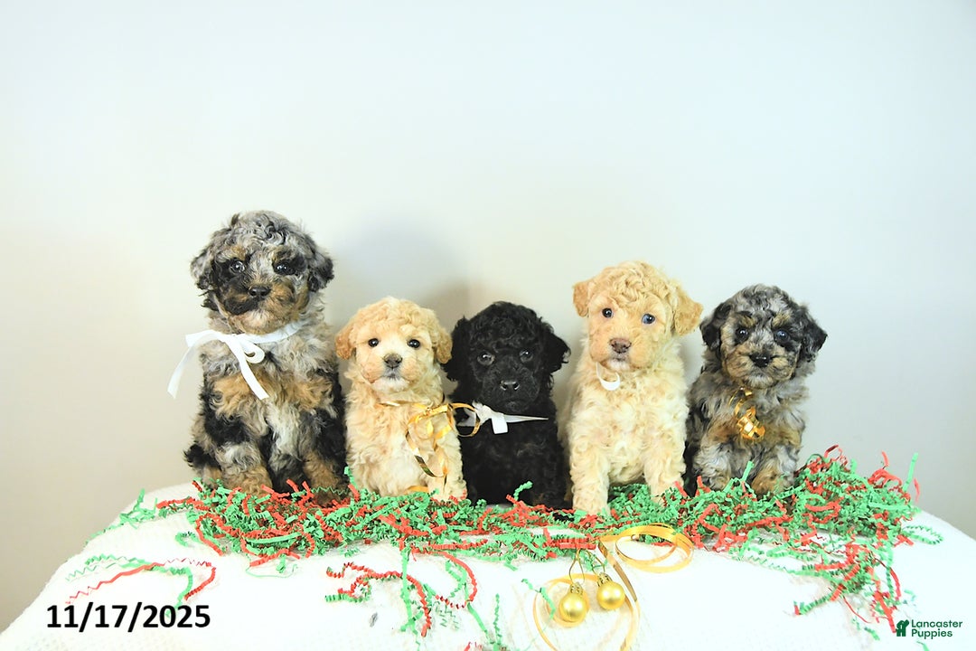Miniature Poodle dogs for sale: Andy - Ad 8