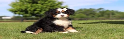 Mini Bernedoodle dogs for sale: Waffle - Ad 4