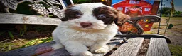 Havapoo dogs for sale: Nabisco - Ad 6