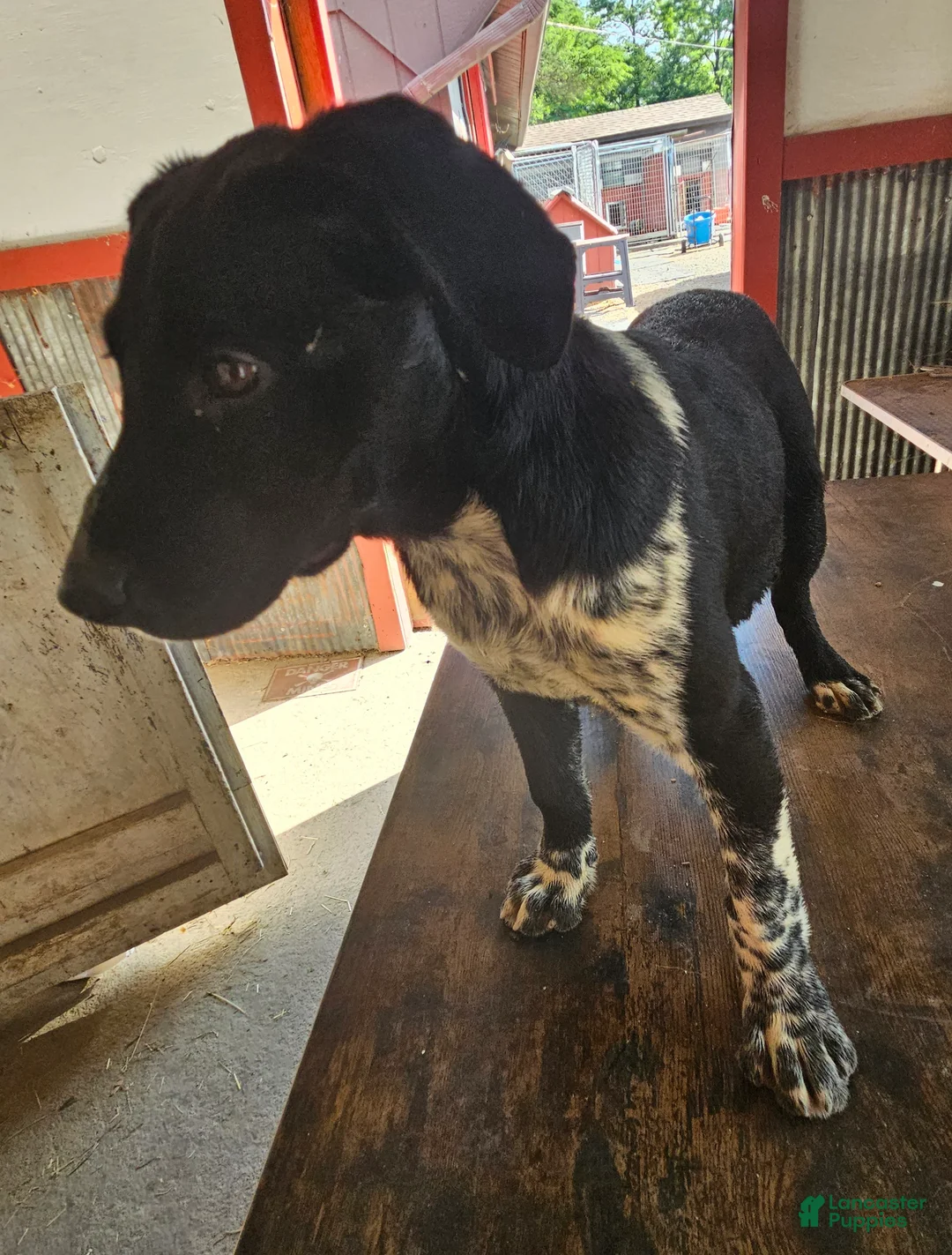 Mixed Breed dogs for sale: Mixed Breed Puppy 1 - Ad 2