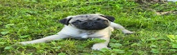 Pug dogs for sale: Derek - Ad 7