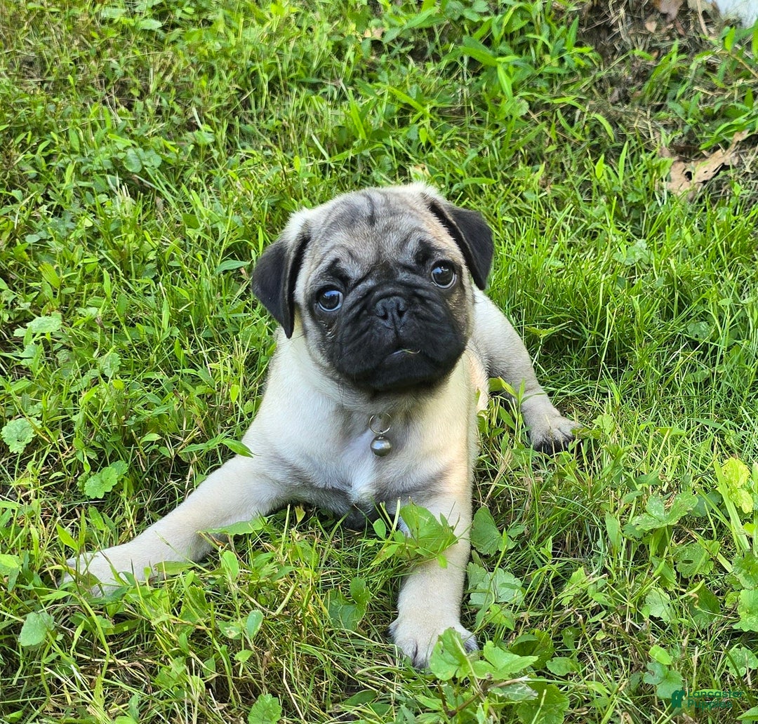 Pug dogs for sale: Derek - Ad 7