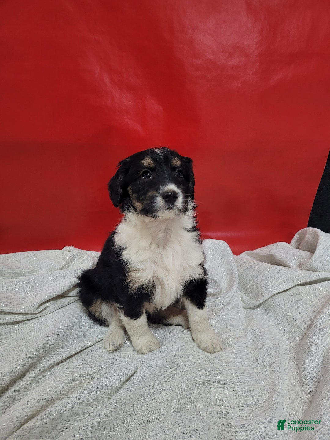Mixed Breed dogs for sale: Mixed Breed Puppy 4isabel - Ad 2