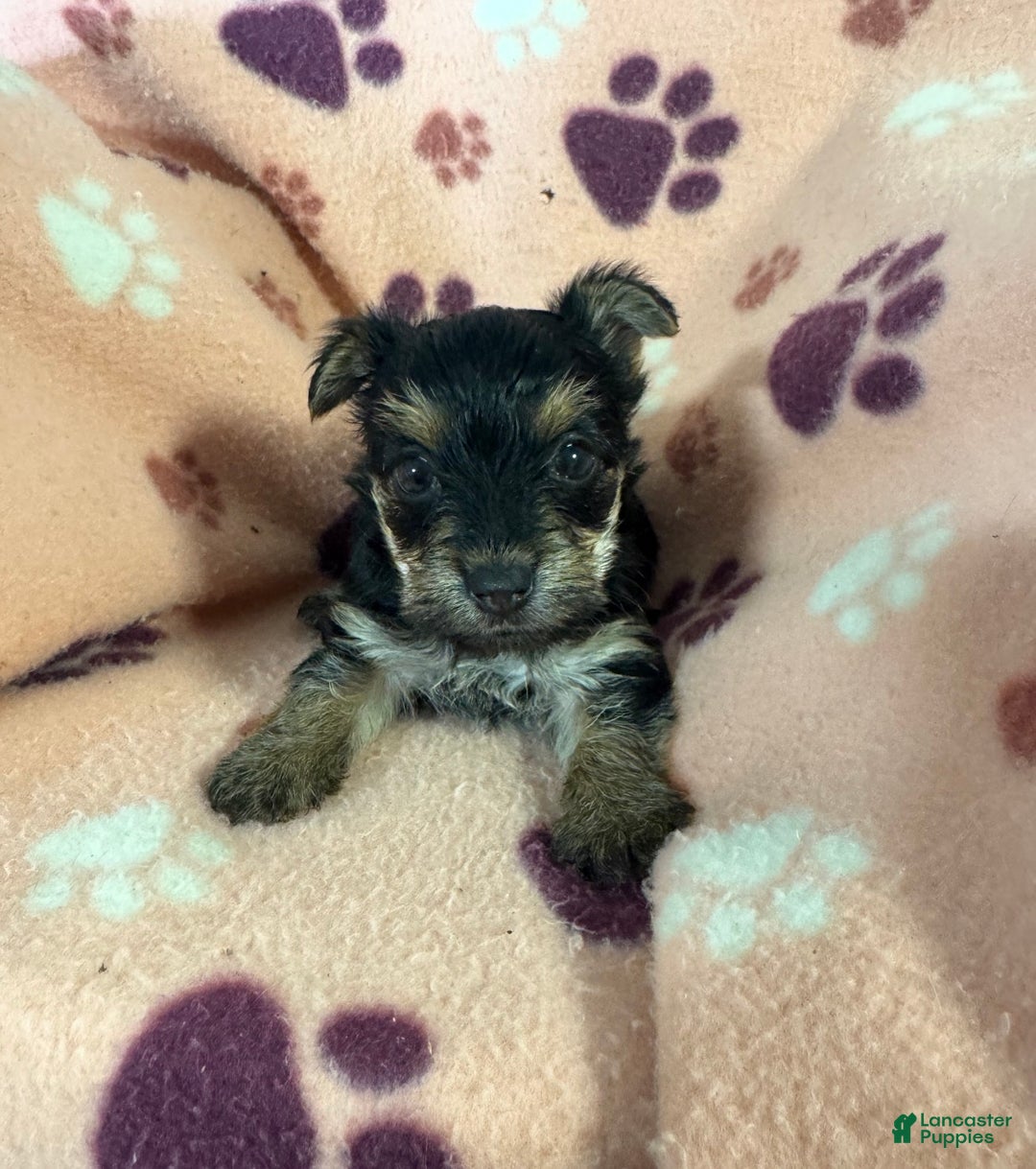 Morkie dogs for sale: Macy lulu - Ad 2