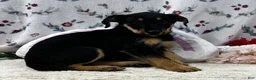 Airedale Terrier dogs for sale: Airedale Terrier Puppy 2 - Ad 2