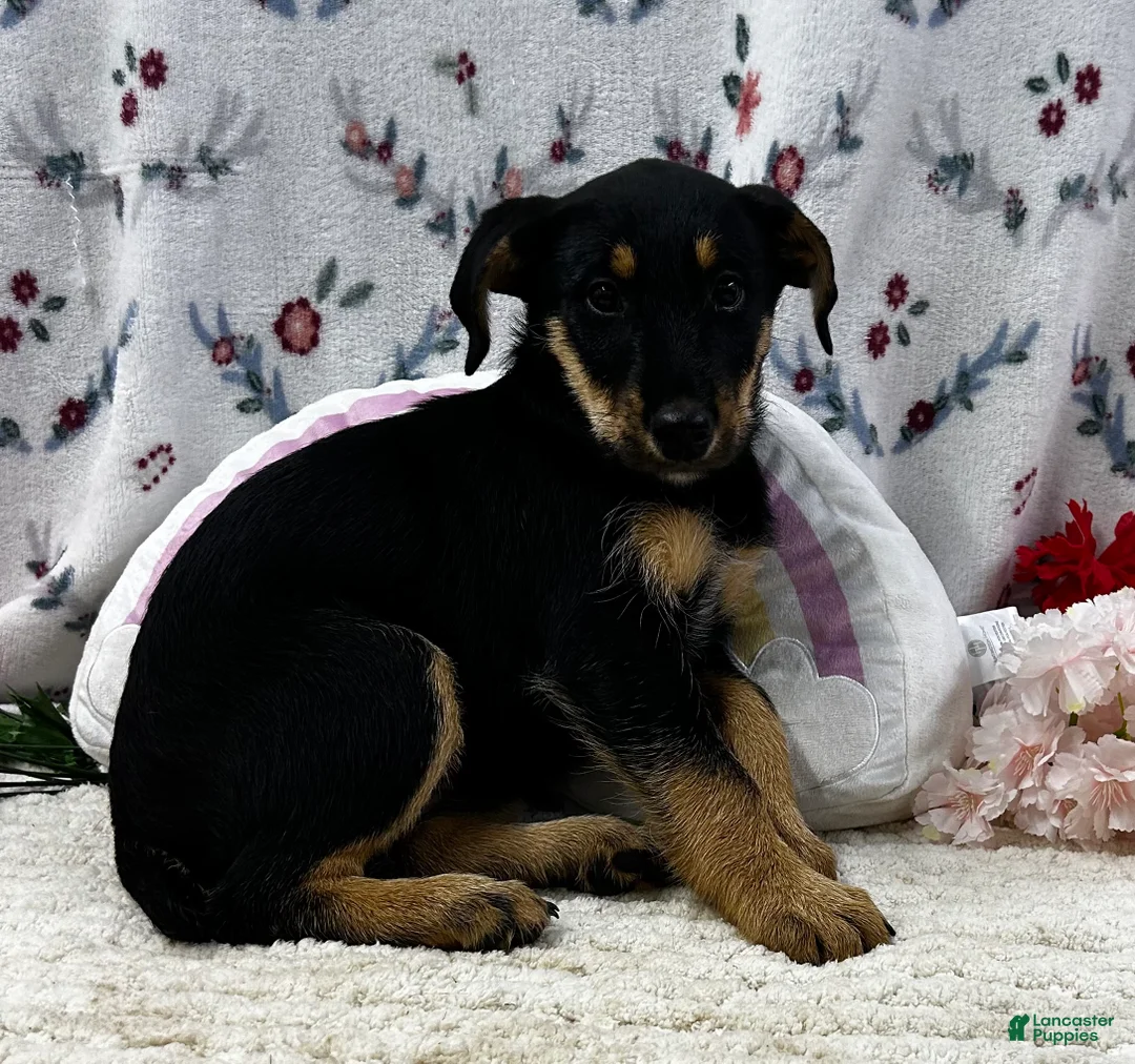 Airedale Terrier dogs for sale: Airedale Terrier Puppy 2 - Ad 2