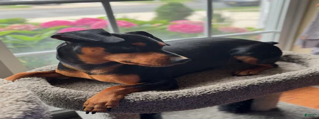 Buster