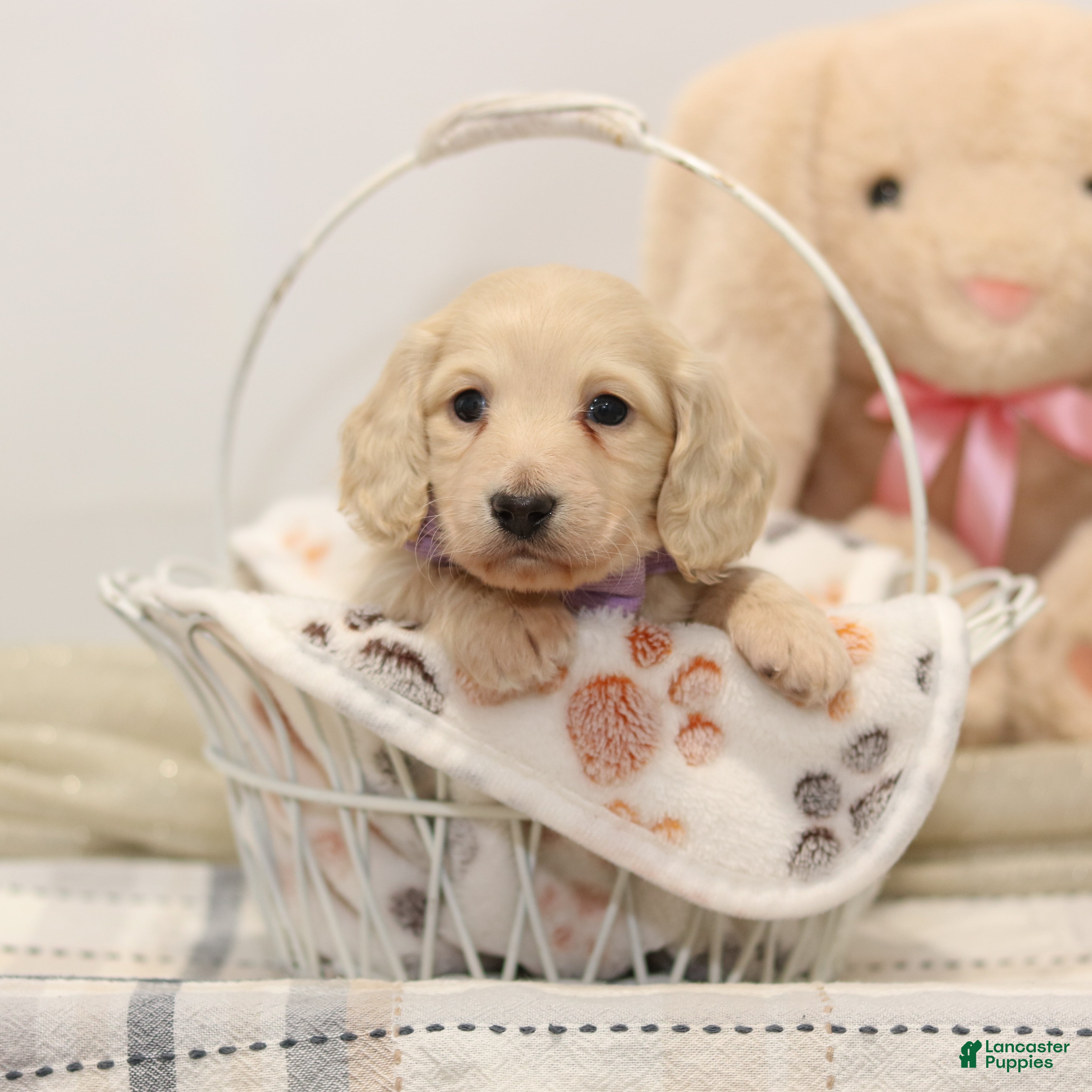 Miniature Dachshund dogs Dixie  - Ad 1