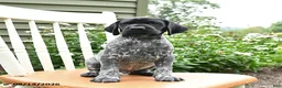 German Shorthaired Pointer dogs for sale: Jack  - Ad 3
