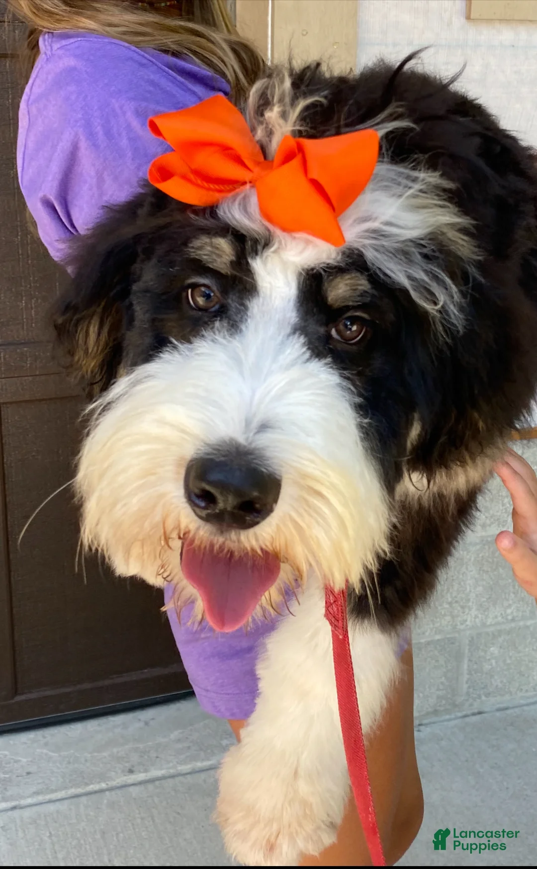 Mixed Breed dogs for sale: Cupid (Golden Mountain Doodle) - Ad 5