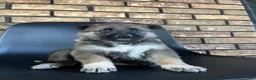 German Shepherd dogs for sale: Capri - Ad 6