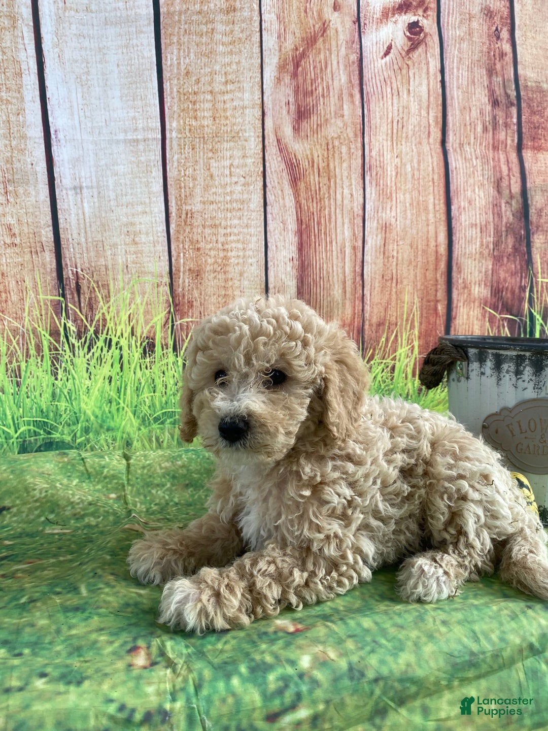 Bichpoo dogs for sale: Theo - Ad 9