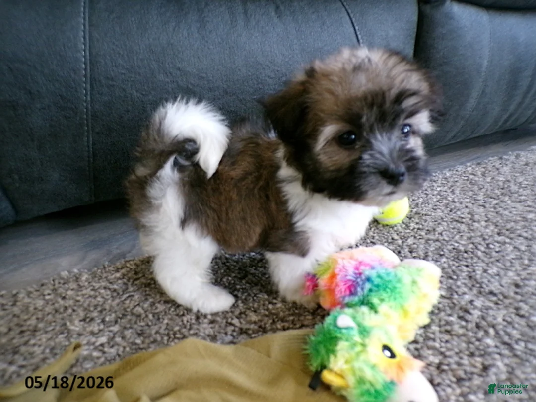 Havanese dogs for sale: Kenzie - Ad 1