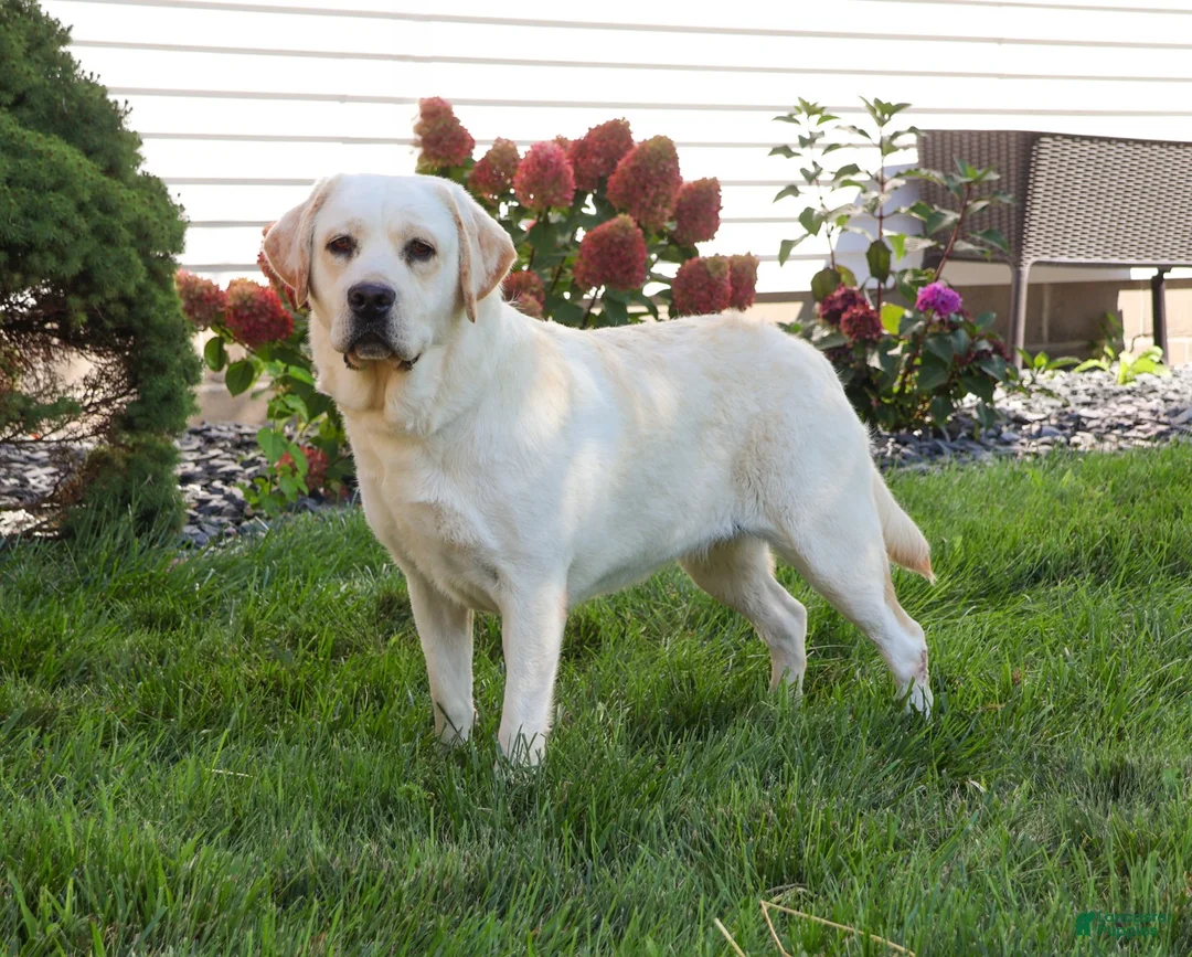 Labrador Retriever dogs for sale: Eddie - Ad 7