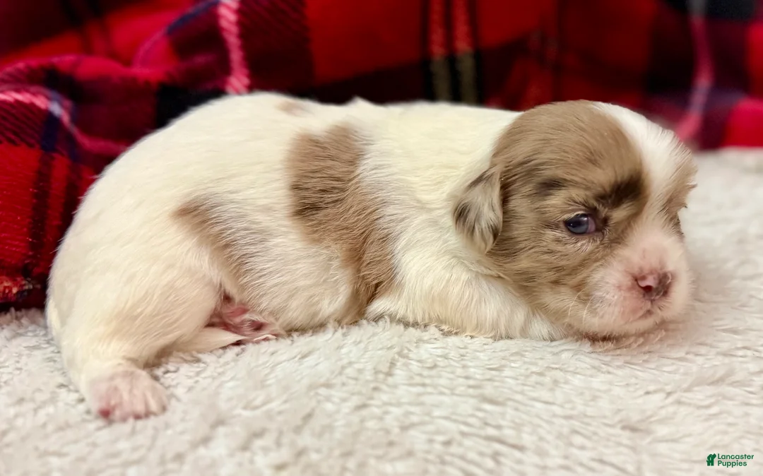 Shihpoo dogs for sale: Beau - Ad 13