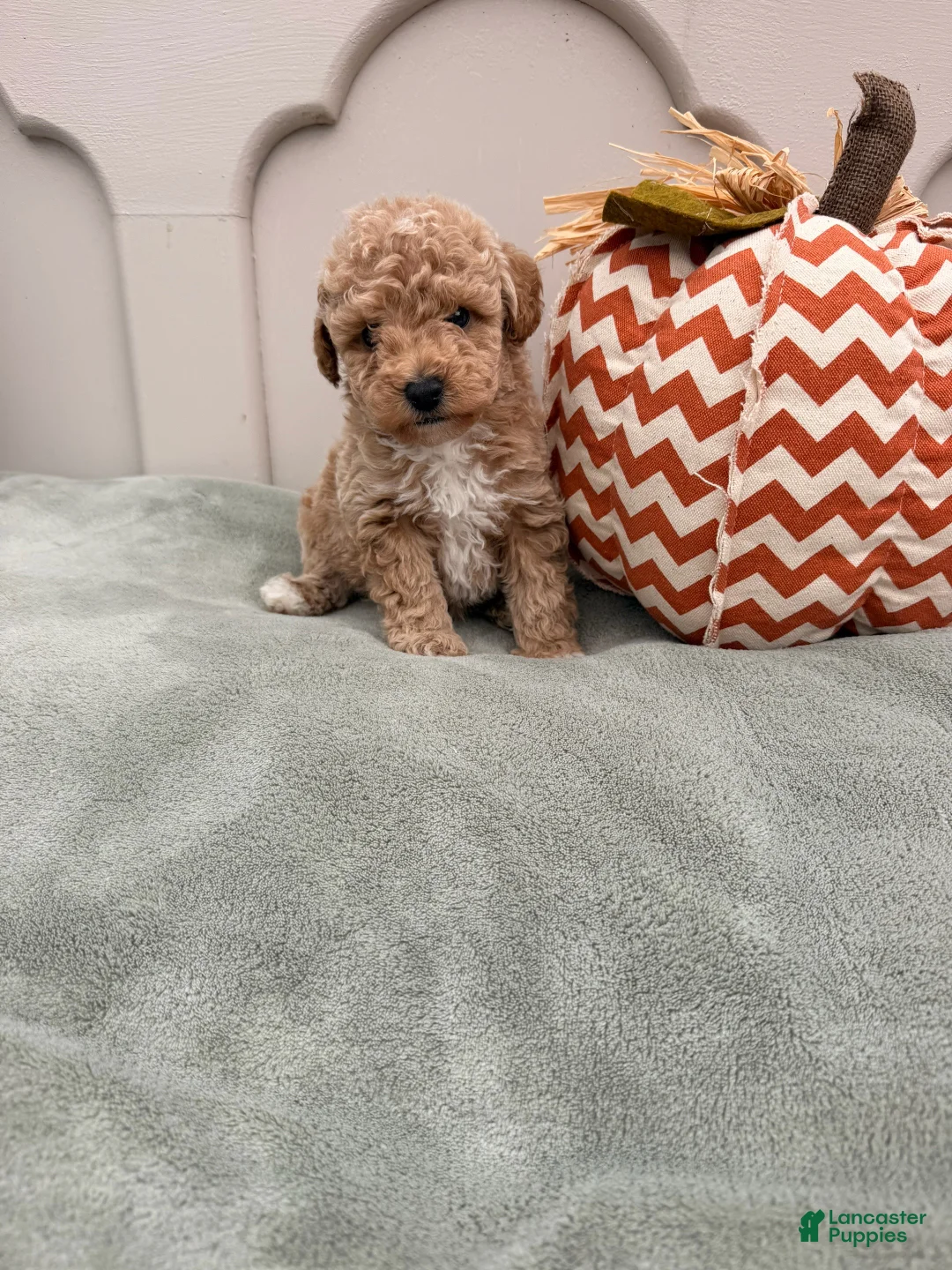 Mini Goldendoodle dogs for sale: Aang  - Ad 2