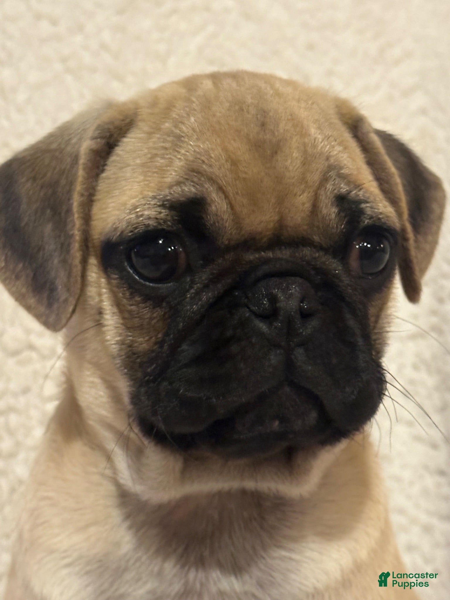 Pug dogs Peppercorn - Ad 1