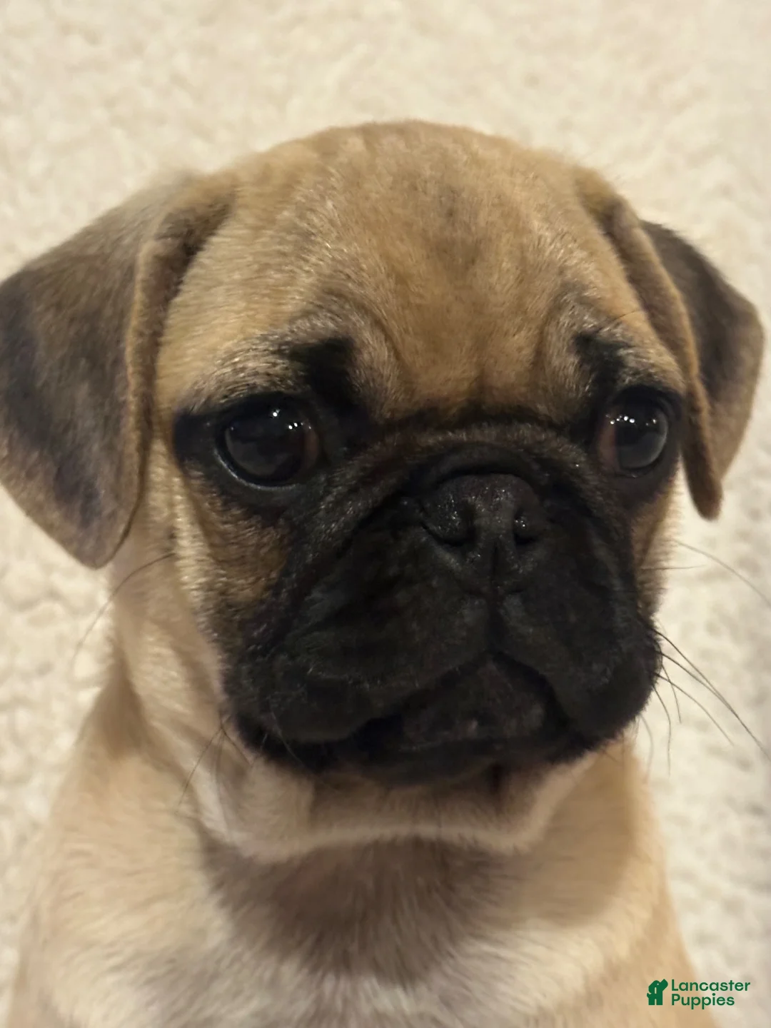 Pug dogs for sale: Peppercorn - Ad 1