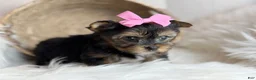 Yorkshire Terrier dogs for sale: Yorkshire Terrier Puppy 1 - Ad 4