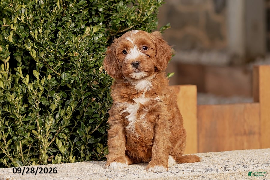 Mini Goldendoodle dogs Tilly - Ad 2