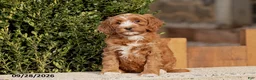 Mini Goldendoodle dogs for sale: Tilly - Ad 2