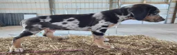 Catahoula Leopard Dog dogs for sale: Duchess 2026 Male 3 - Ad 13