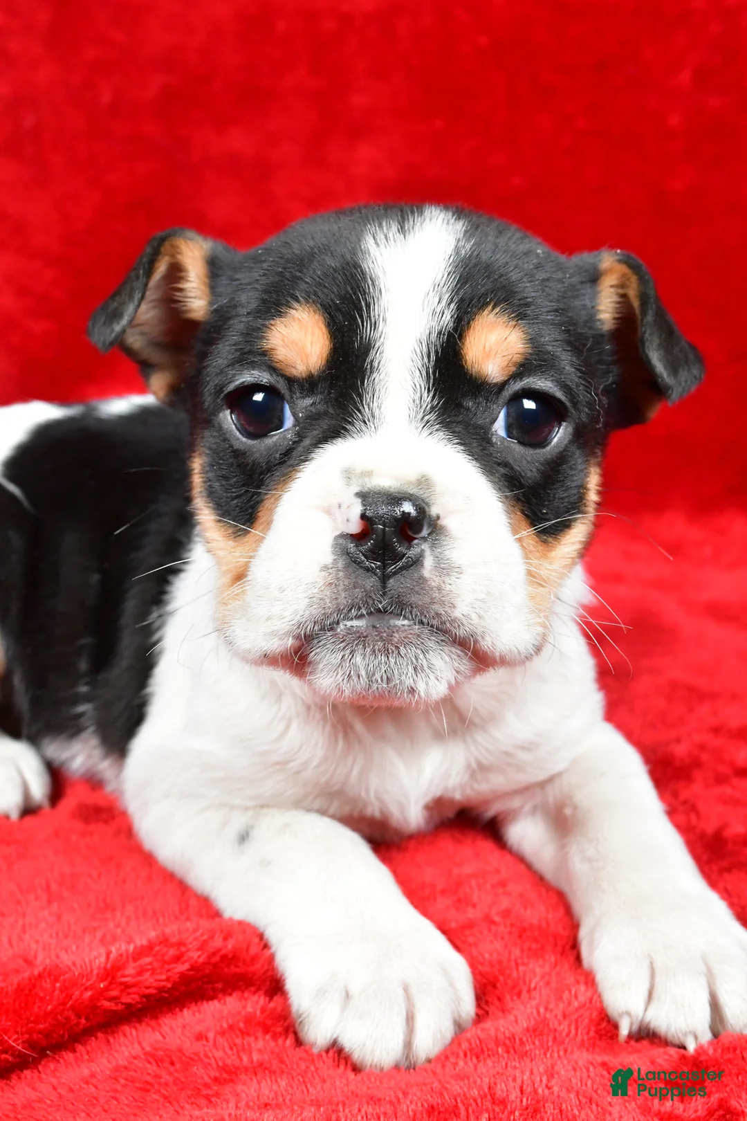 Beabull dogs for sale: Roxy - Ad 6