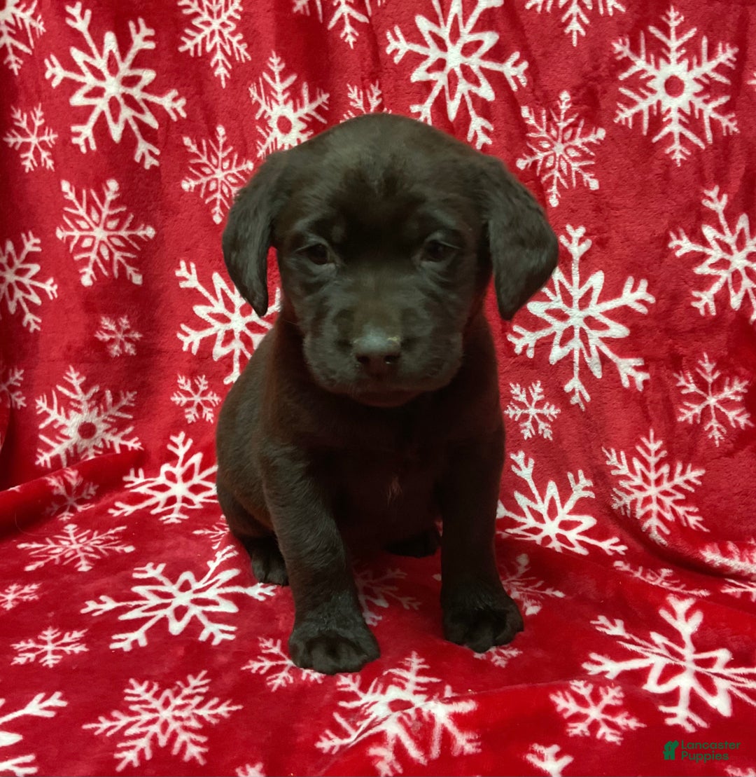 Labrador Retriever dogs for sale: ROSIE - Ad 1