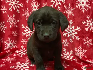 Labrador Retriever dogs ROSIE - Ad 38