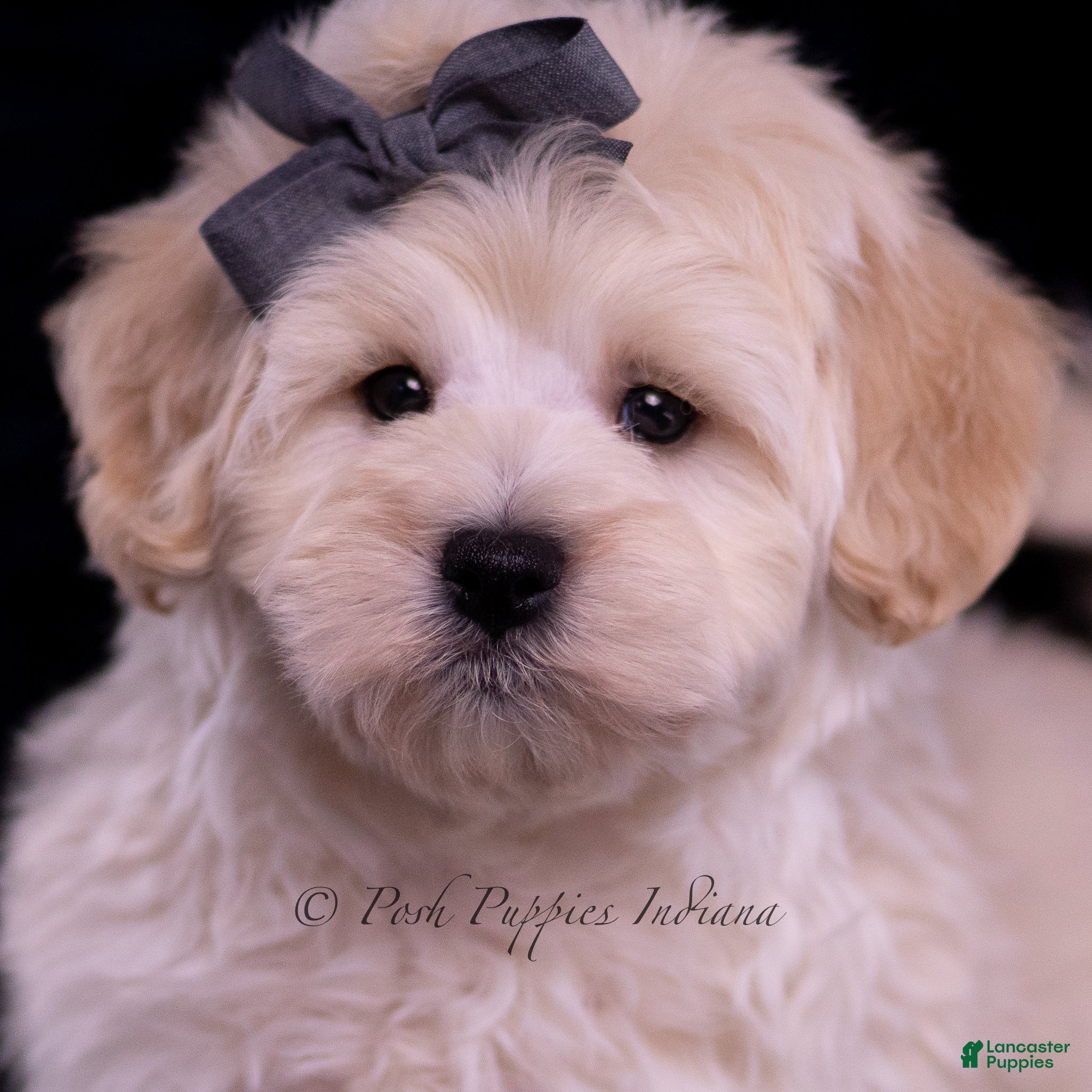 Maltipoo dogs Snickers - Ad 42