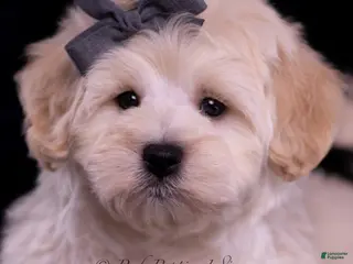 Maltipoo dogs Snickers - Ad 42