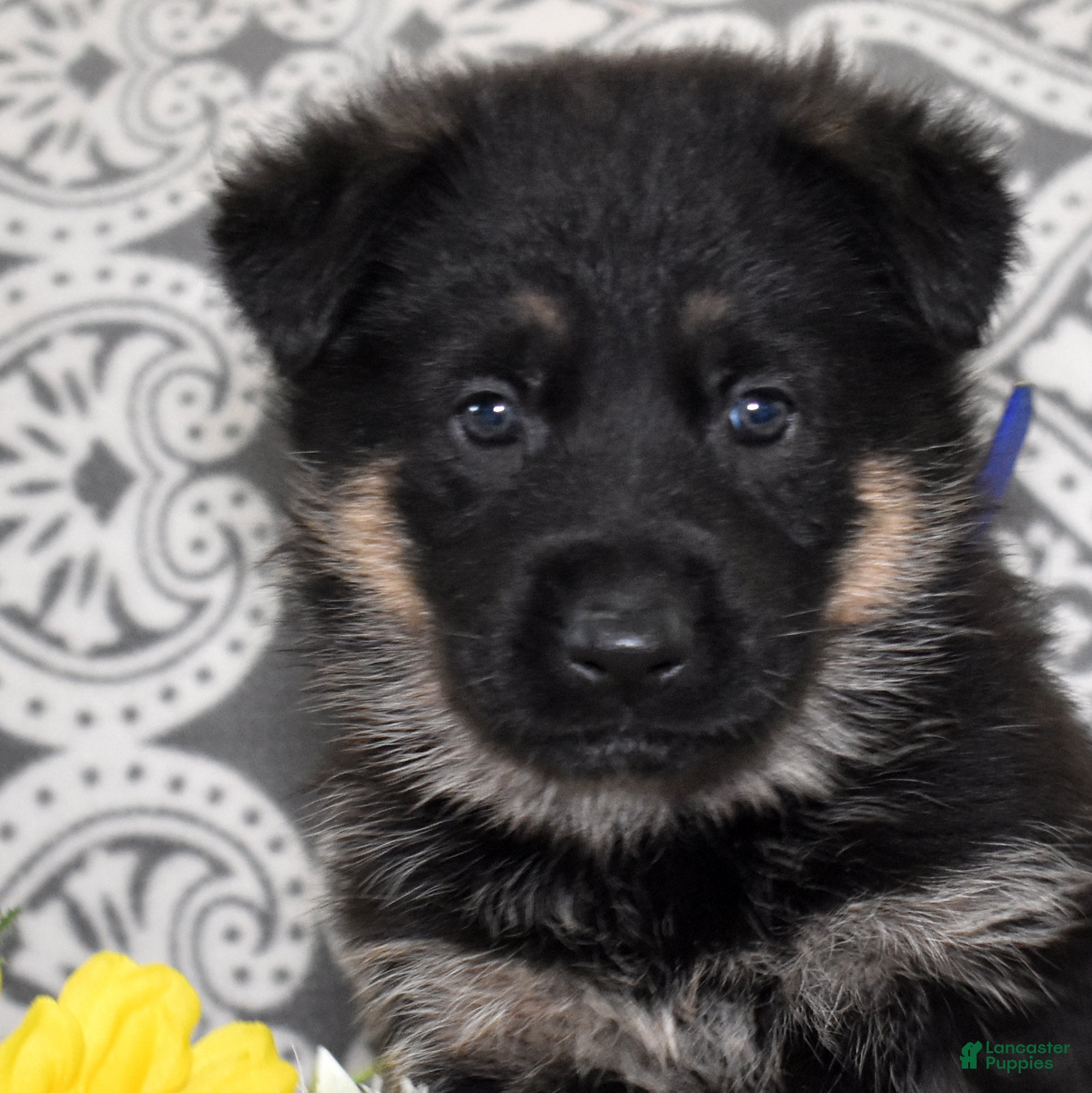 German Shepherd dogs Atlas - Ad 2