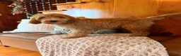 Goldendoodle dogs for sale: Graham - Ad 3