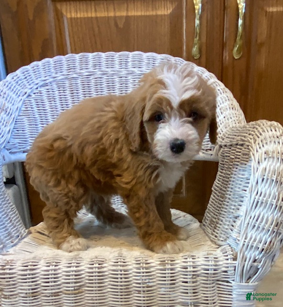 Mini Bernedoodle dogs for sale: Shadow - Ad 3