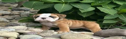 English Bulldog dogs for sale: Lily - Ad 4