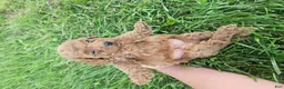 Cavapoo dogs for sale: Joker - Ad 6