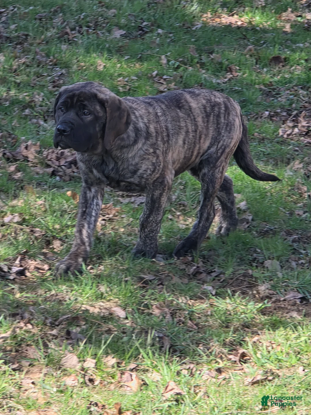 English Mastiff dogs for sale: Nala - Ad 2