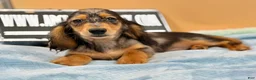 Miniature Dachshund dogs for sale: AKC GCH Frapp Russian blue eye - Ad 3