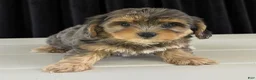 Yorkiepoo dogs for sale: Harrison - Ad 7