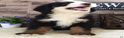 Mini Bernedoodle dogs for sale: #4 Female (Splash's) - Ad 4