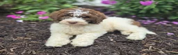 Bernedoodle dogs for sale: Callie - Ad 1