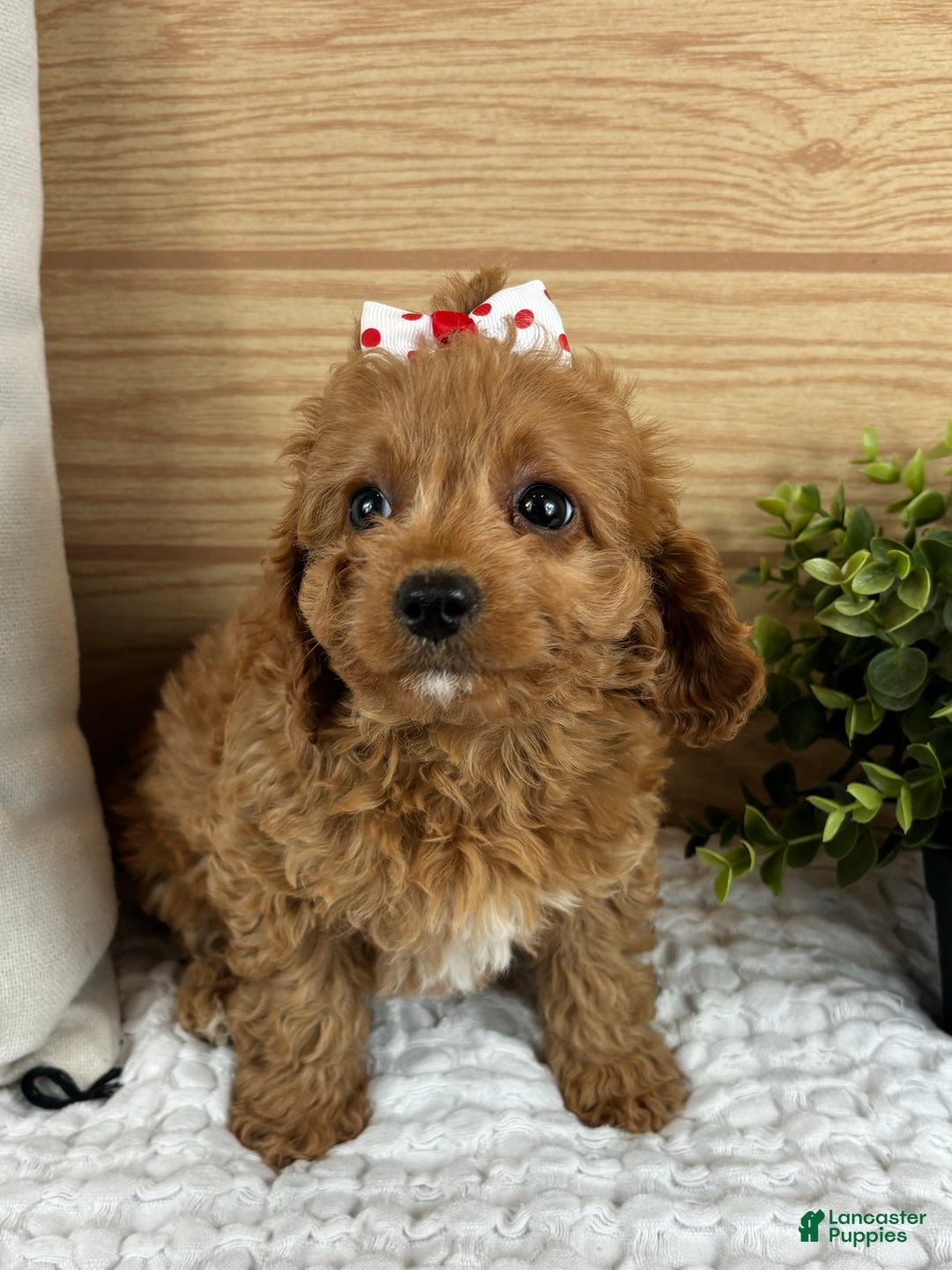 Cavapoo dogs for sale: Charlotte - Ad 4